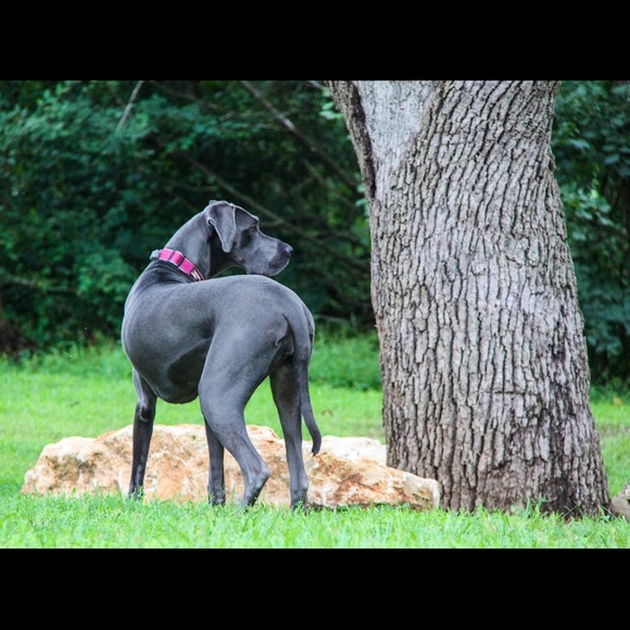 Meet your Posher, Hannah - Picture 3 of 5